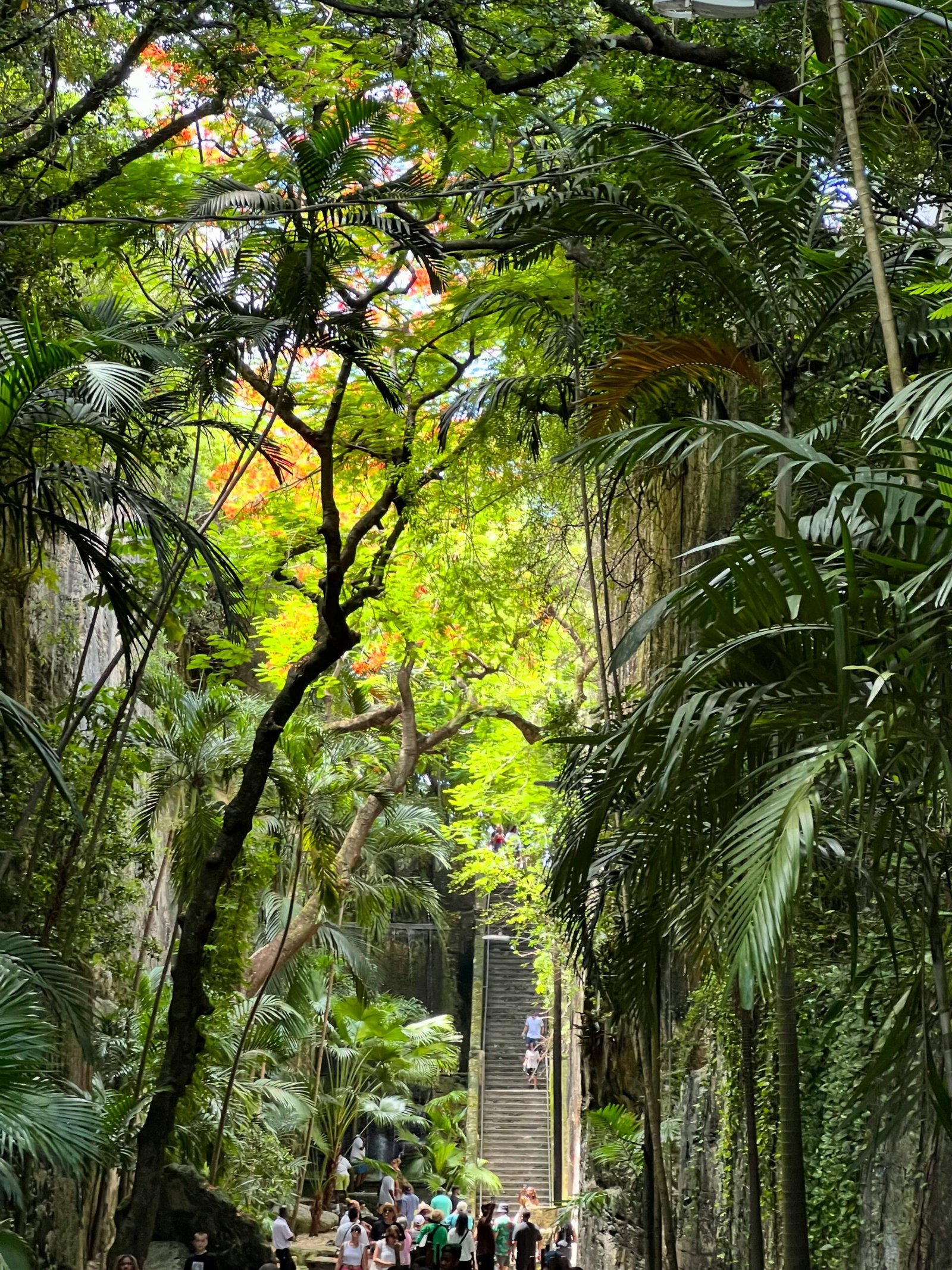 A group of people walking down a street next to a lush green forest